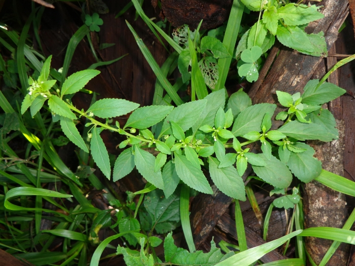 Pombalia parviflora