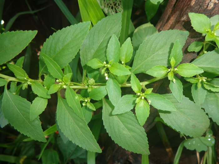 Pombalia parviflora