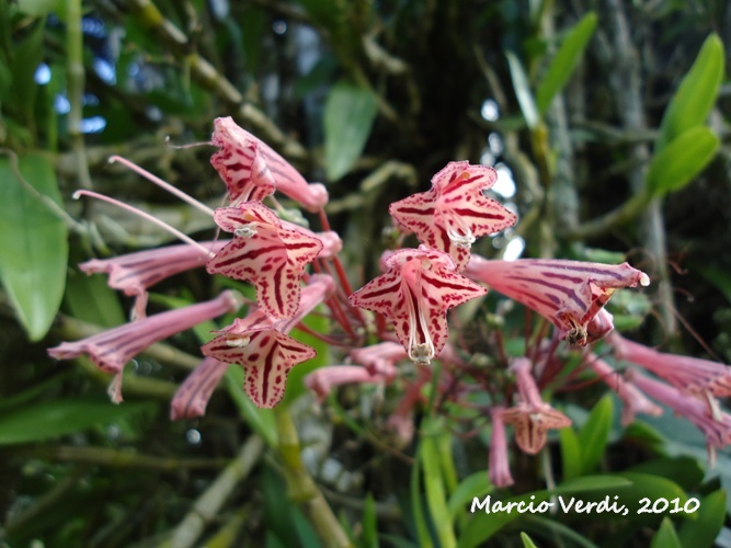 Sinningia douglasii