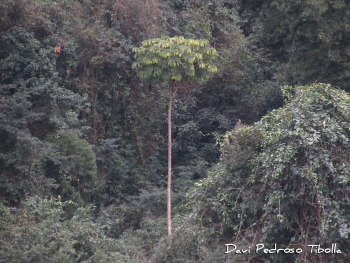 Schefflera morototoni