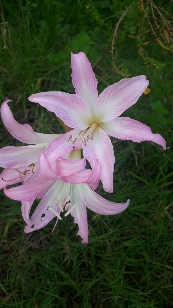 Amaryllis belladonna