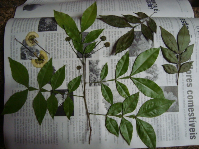 Inga lentiscifolia