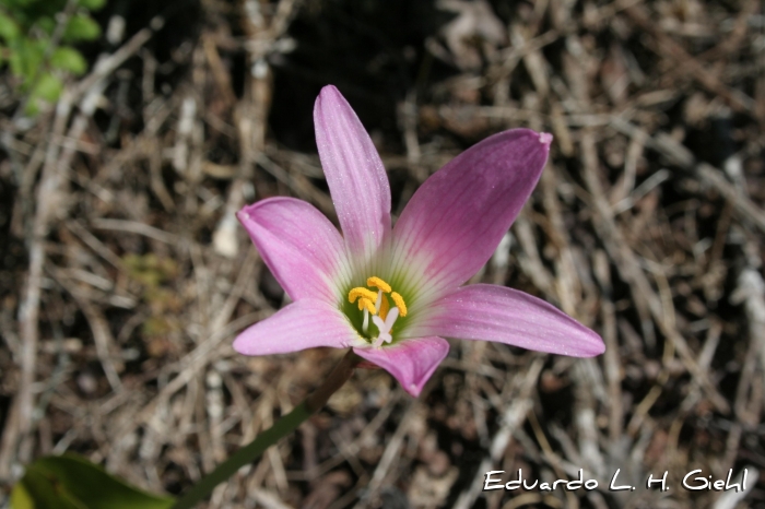 Habranthus robustus