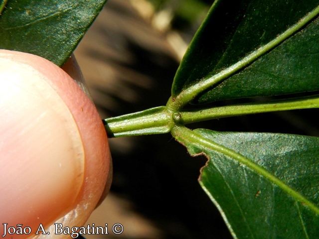 Inga marginata