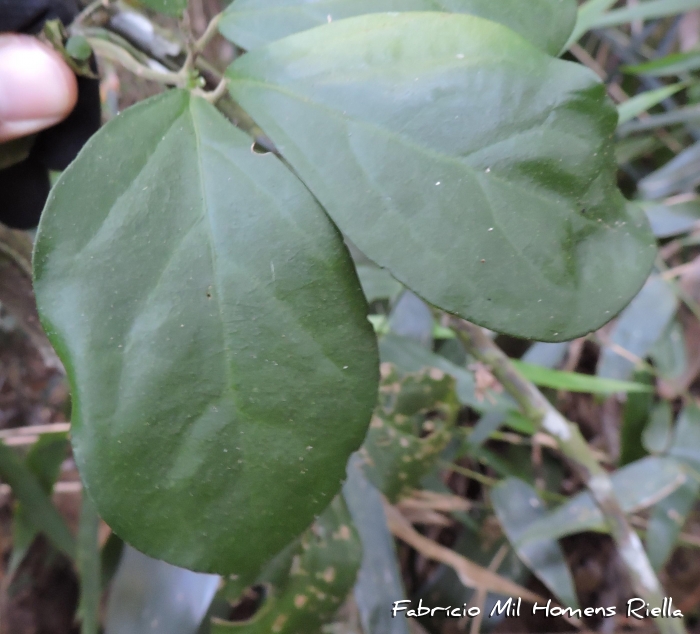 Amphilophium dusenianum