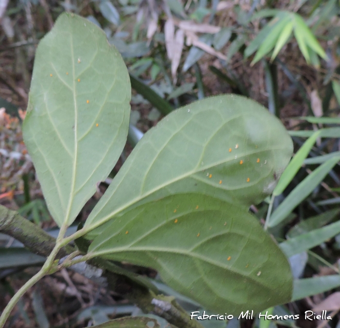 Amphilophium dusenianum