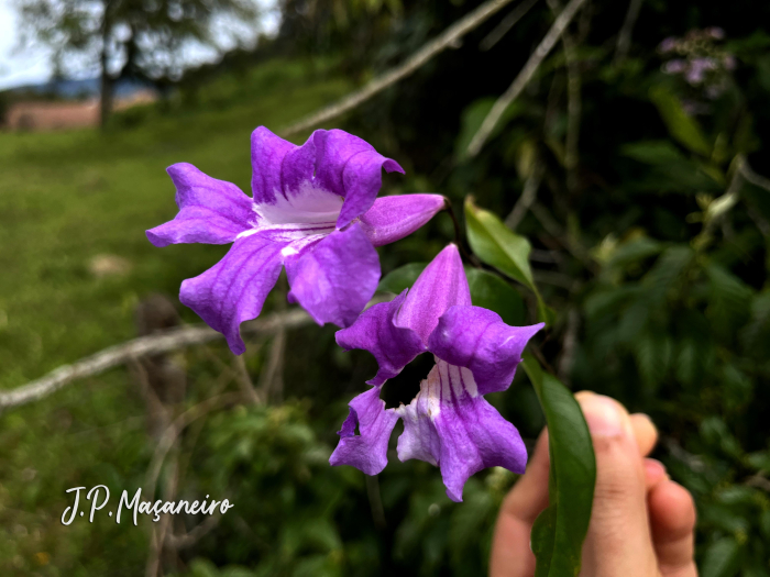 Bignonia sciuripabulum