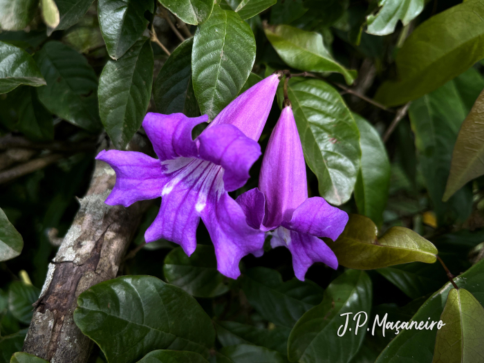 Bignonia sciuripabulum