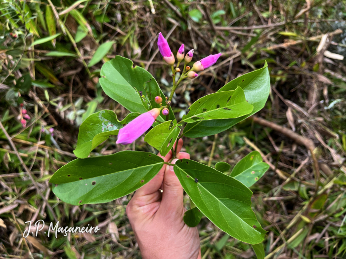 Bignonia sciuripabulum