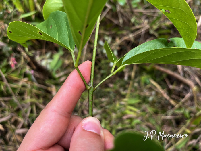 Bignonia sciuripabulum