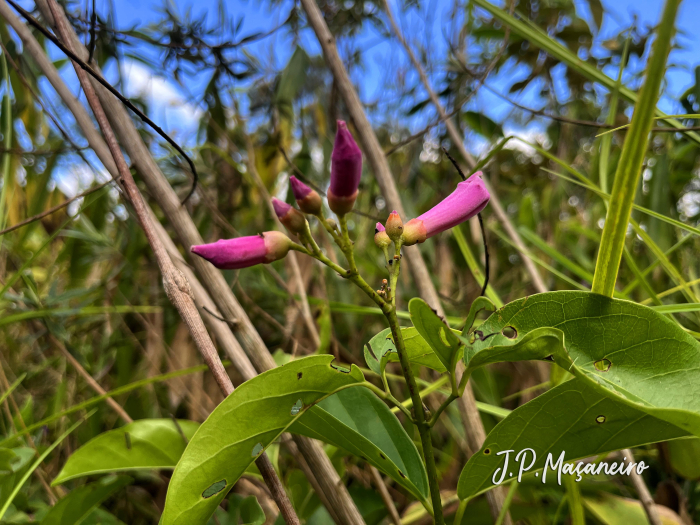 Bignonia sciuripabulum