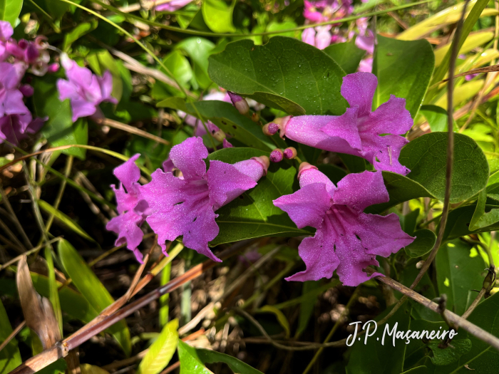 Bignonia sciuripabulum