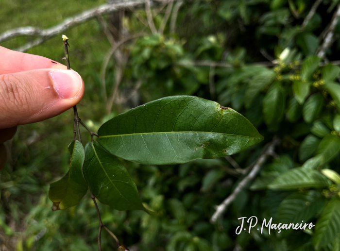 Bignonia sciuripabulum