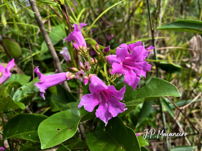 Bignonia sciuripabulum