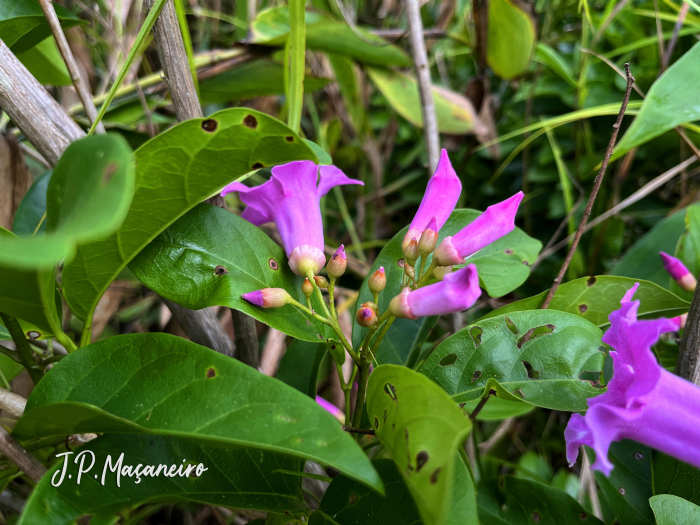 Bignonia sciuripabulum