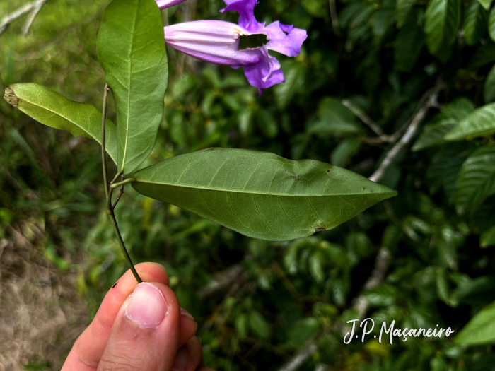 Bignonia sciuripabulum