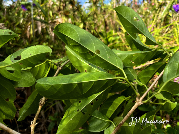 Bignonia sciuripabulum
