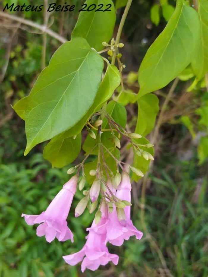 Tanaecium selloi