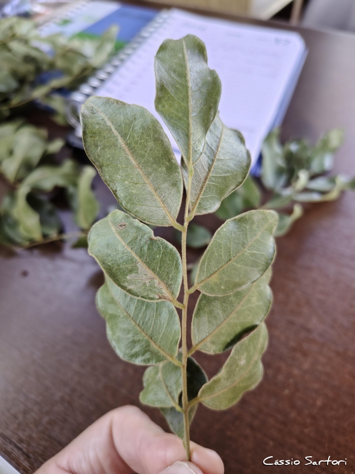 Machaerium brasiliense