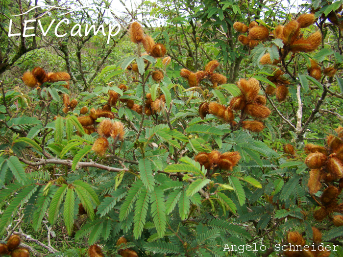 Mimosa balduinii