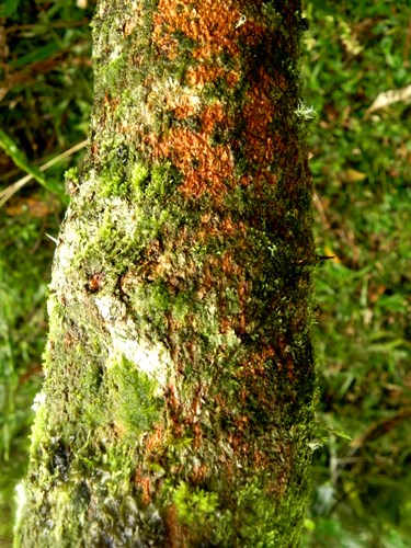 Mimosa balduinii