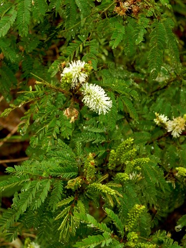 Mimosa balduinii