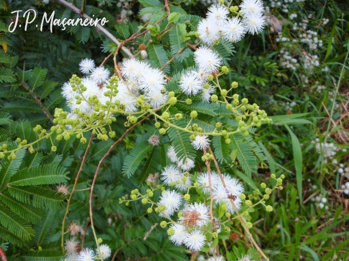 Mimosa bimucronata