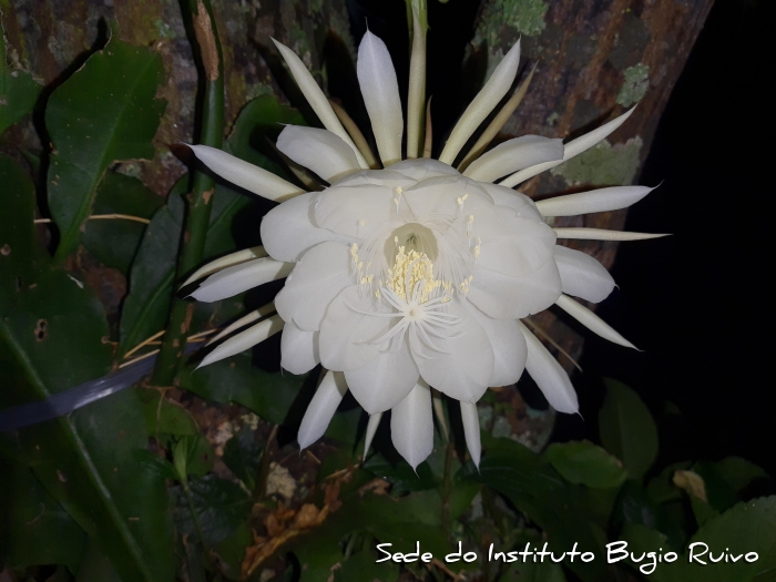 Epiphyllum oxypetalum