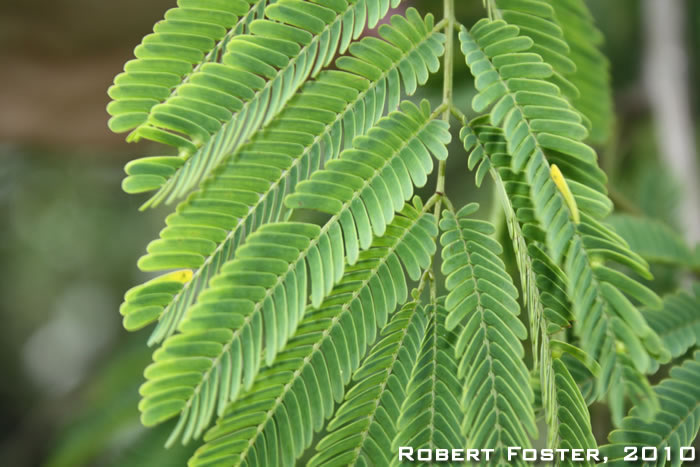 Mimosa bimucronata