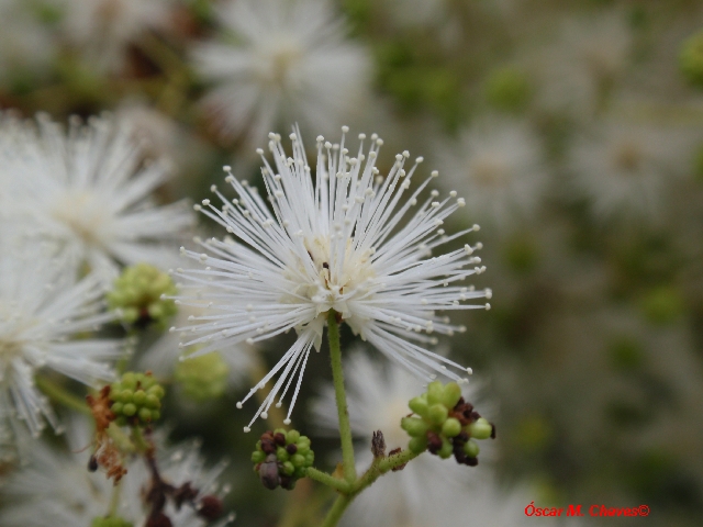 Mimosa bimucronata