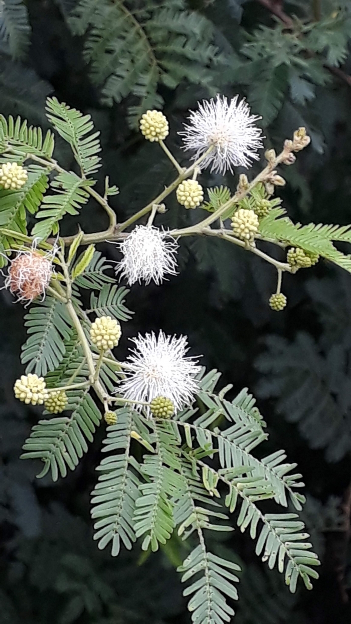 Mimosa bimucronata