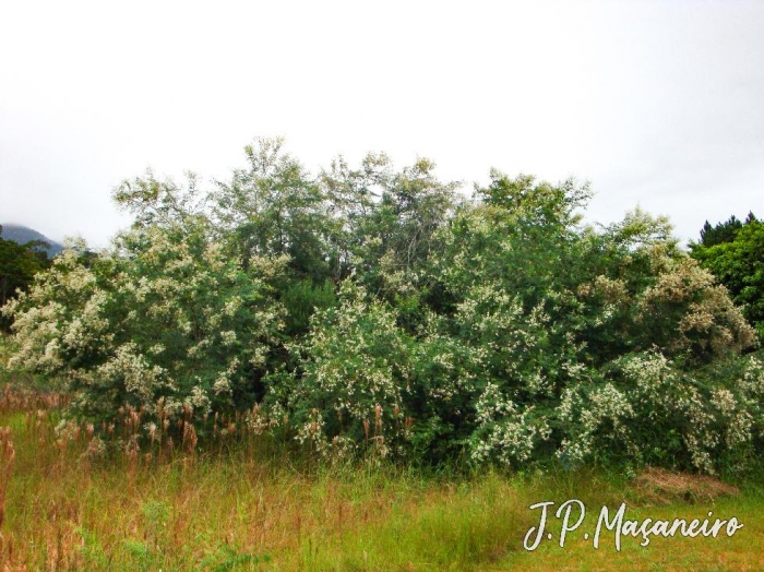 Mimosa bimucronata