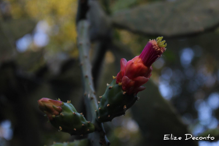 Nopalea cochenillifera