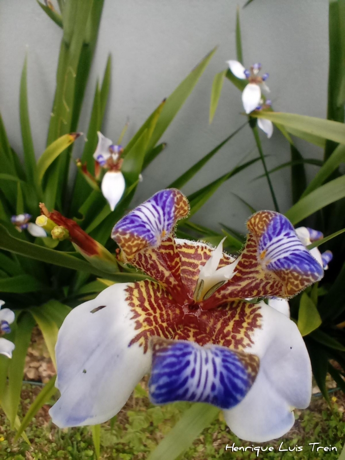 Neomarica candida