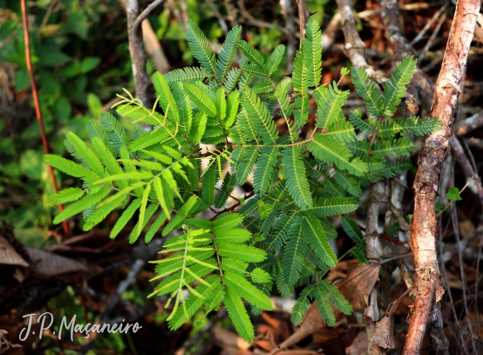 Mimosa bimucronata