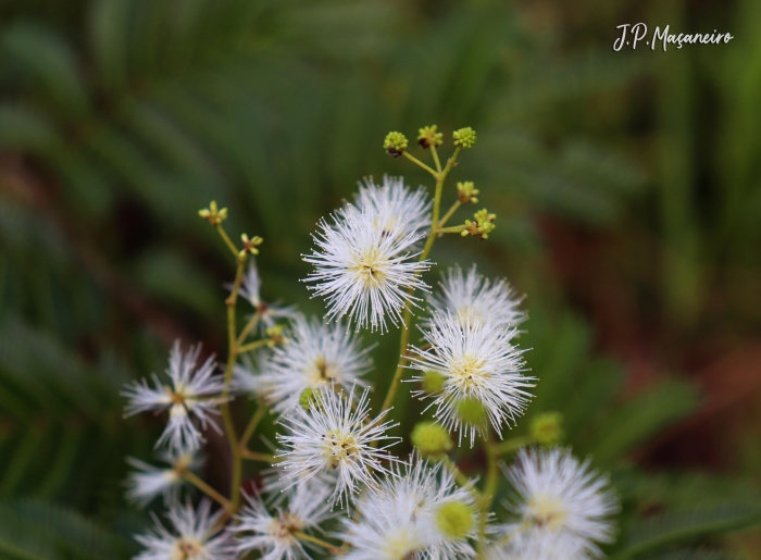 Mimosa bimucronata