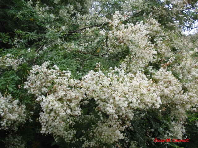 Mimosa bimucronata