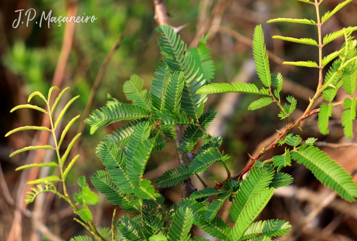 Mimosa bimucronata