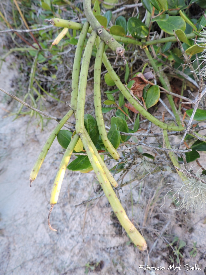 Rhipsalis grandiflora