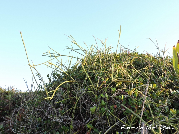 Rhipsalis grandiflora