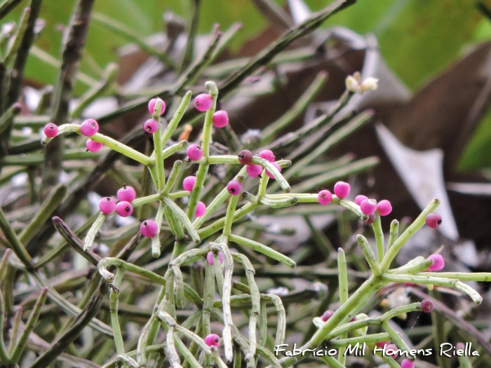 Rhipsalis neves-armondii