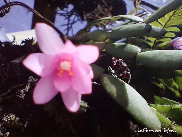 Schlumbergera rosea