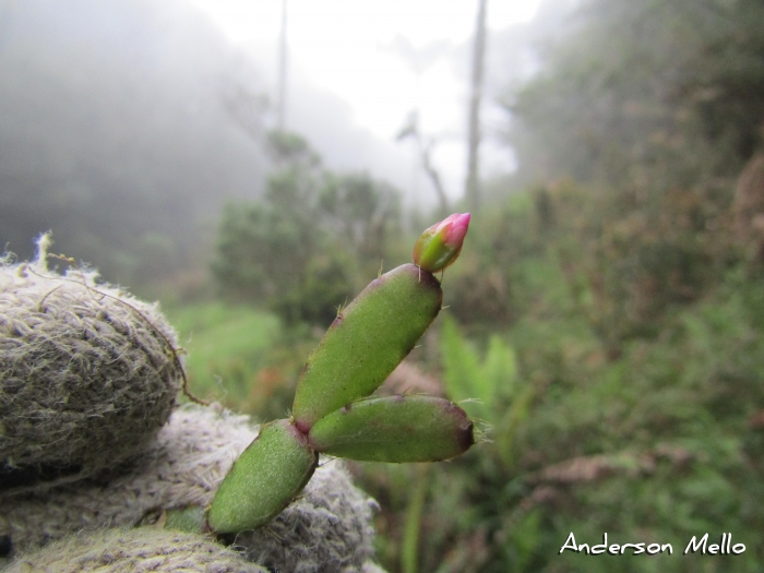 Schlumbergera rosea