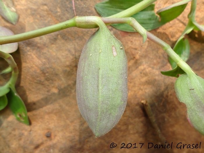 Tradescantia cymbispatha