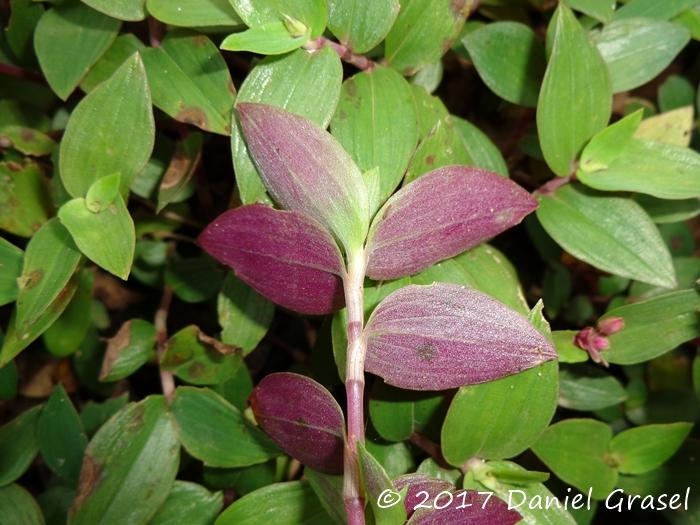 Tradescantia cymbispatha