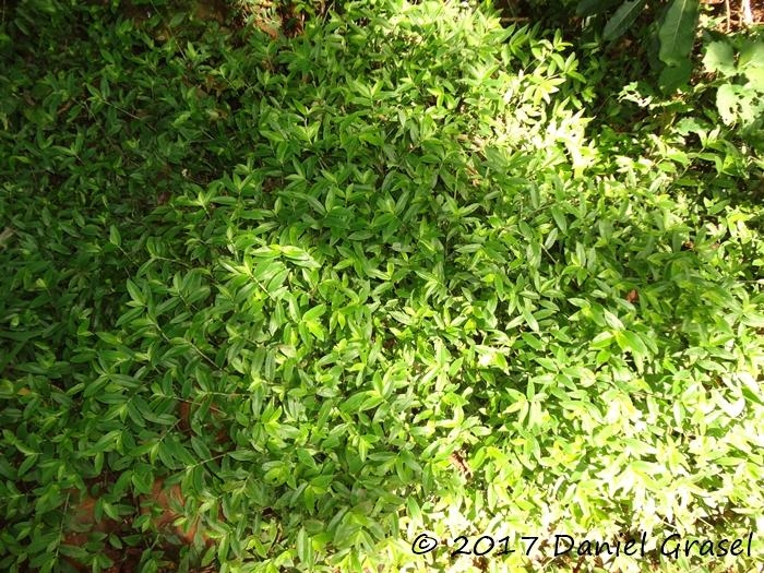 Tradescantia cymbispatha