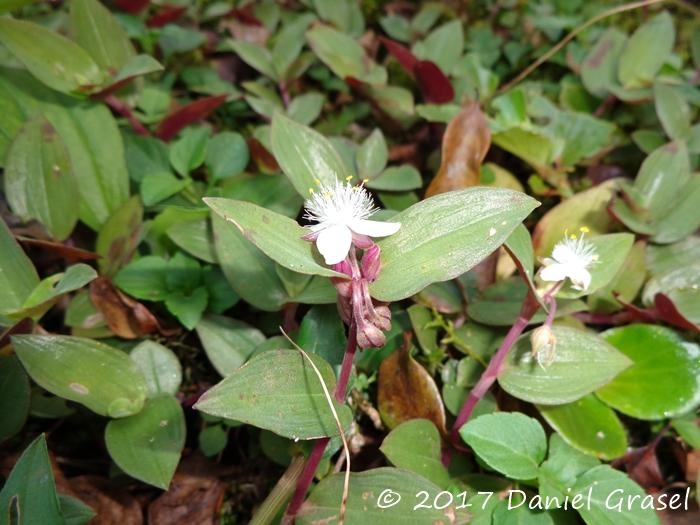 Tradescantia cymbispatha