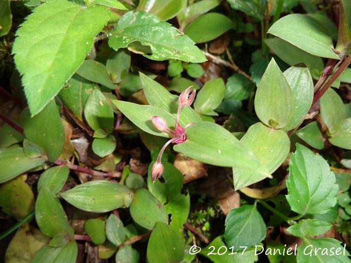 Tradescantia cymbispatha