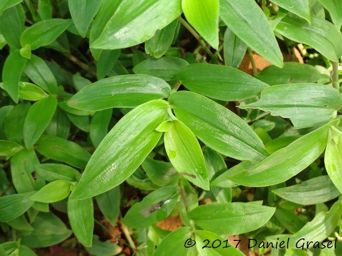 Tradescantia cymbispatha