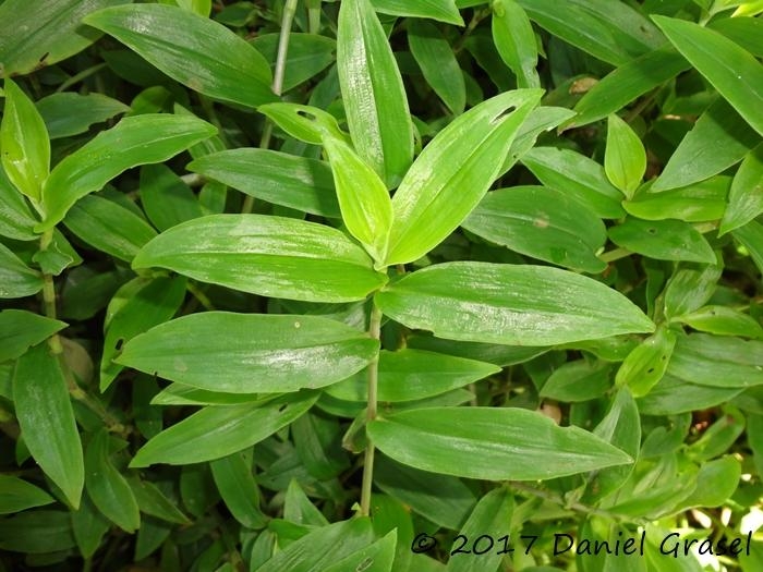 Tradescantia cymbispatha